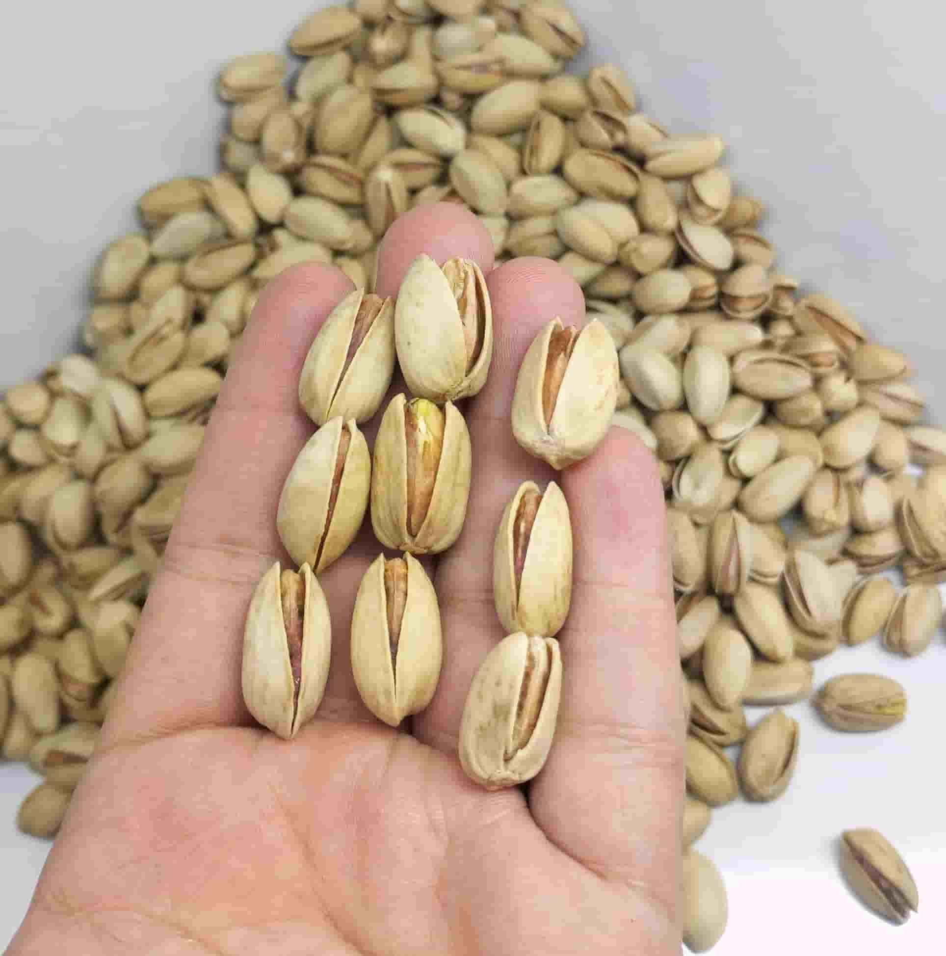 تصویر 1 از پسته اکبری درجه 1 + فروش ویژه